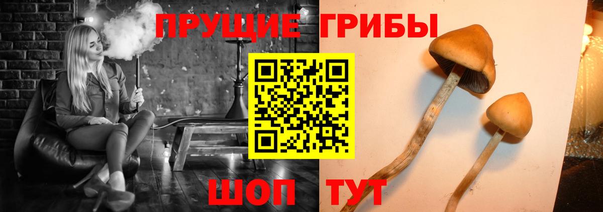 Унеча  Галлюциногенные грибы Psilocybe  Галлюциногенные грибы мицелий  Вход с VPN 
